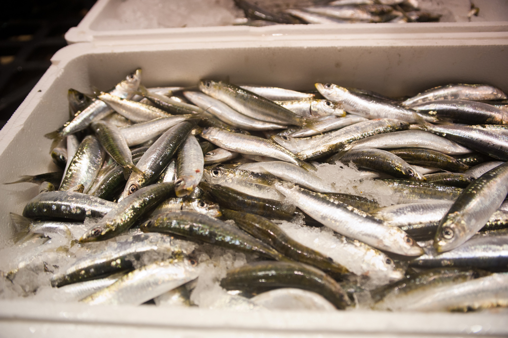 Sarde